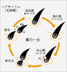 福岡・大橋の美容室　Tiara（ティアラ）のトレンドニュース♪